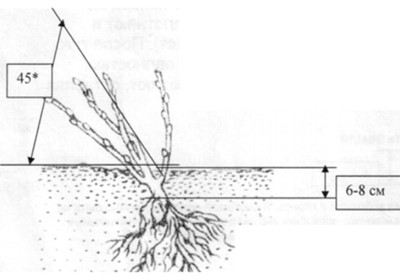 Схема посадки крыжовника